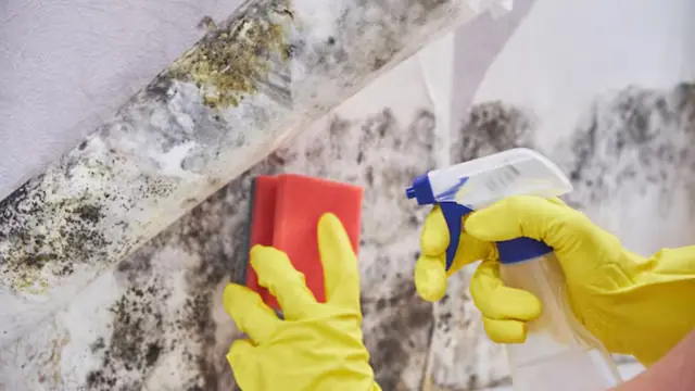 Gloved hands holding a sponge and a spray bottle against a mold-covered surface