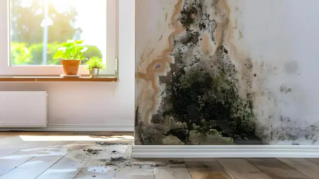 Dark mold growth climbing a white wall corner beside a window above a wood floor