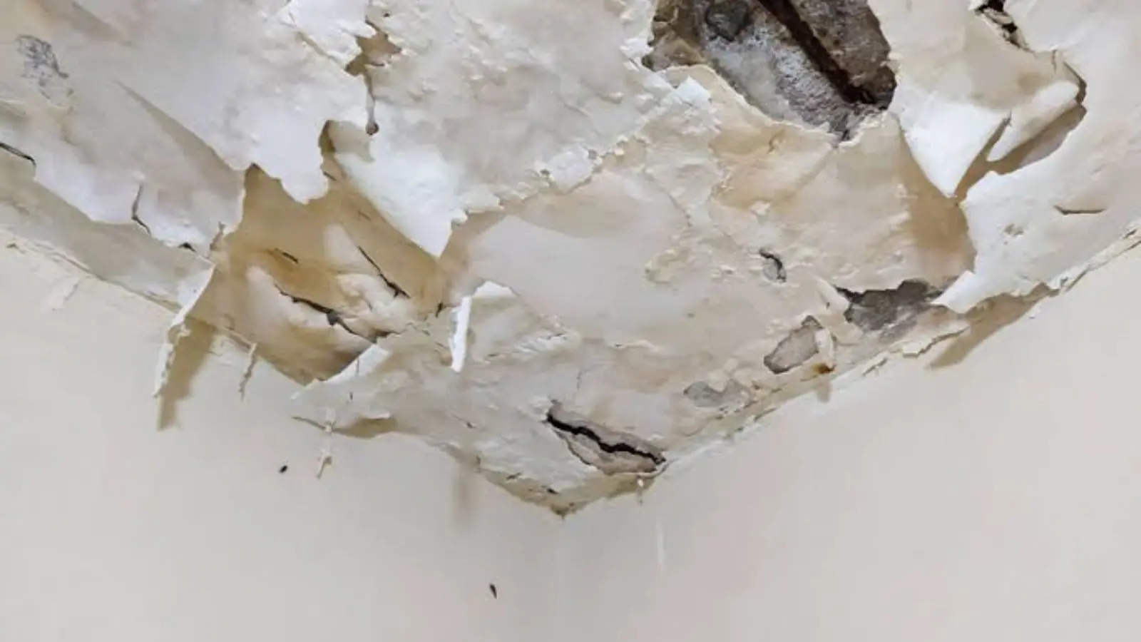 Ceiling with peeling paint and a damaged patch of plaster in the corner after a water leak